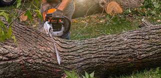 Best Hazardous Tree Removal  in Fair Haven, NJ