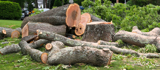 How Our Tree Care Process Works  in  Fair Haven, NJ